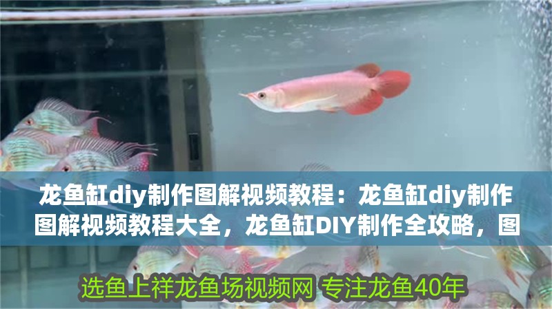 龍魚缸diy制作圖解視頻教程：龍魚缸diy制作圖解視頻教程大全，龍魚缸DIY制作全攻略，圖解