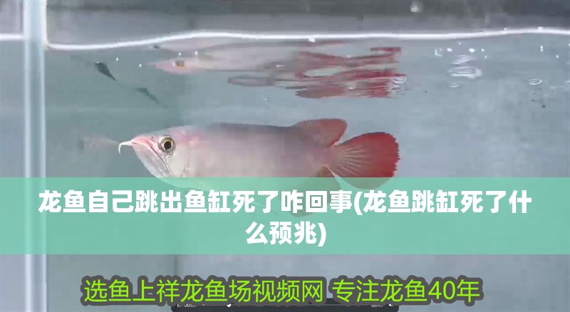 龍魚自己跳出魚缸死了咋回事(龍魚跳缸死了什么預(yù)兆)