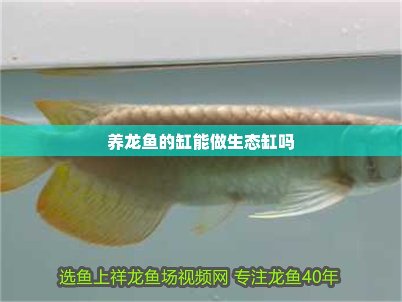 養龍魚的缸能做生態缸嗎