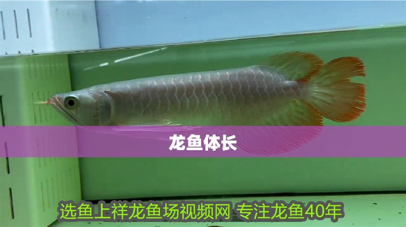 龍魚(yú)體長(zhǎng)
