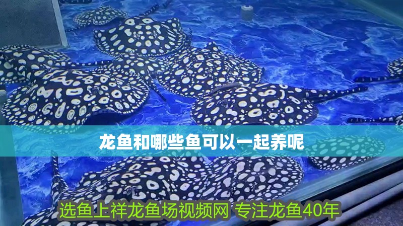 龍魚和哪些魚可以一起養(yǎng)呢