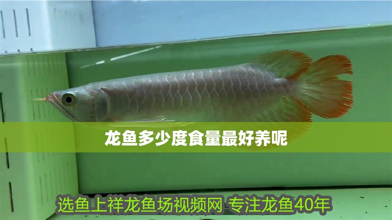 龍魚多少度食量最好養呢 龍魚多少度食量最好養呢 龍魚百科 第2張