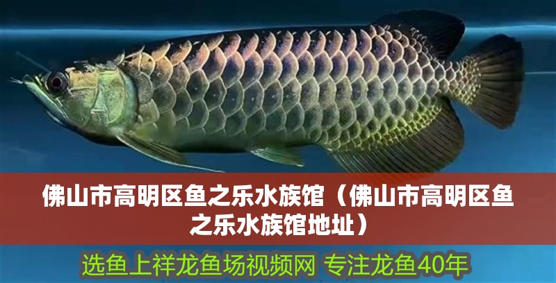佛山市高明區(qū)魚(yú)之樂(lè)水族館（佛山市高明區(qū)魚(yú)之樂(lè)水族館地址） 佛山市高明區(qū)魚(yú)之樂(lè)水族館（佛山市高明區(qū)魚(yú)之樂(lè)水族館地址） 全國(guó)水族館企業(yè)名錄 第2張
