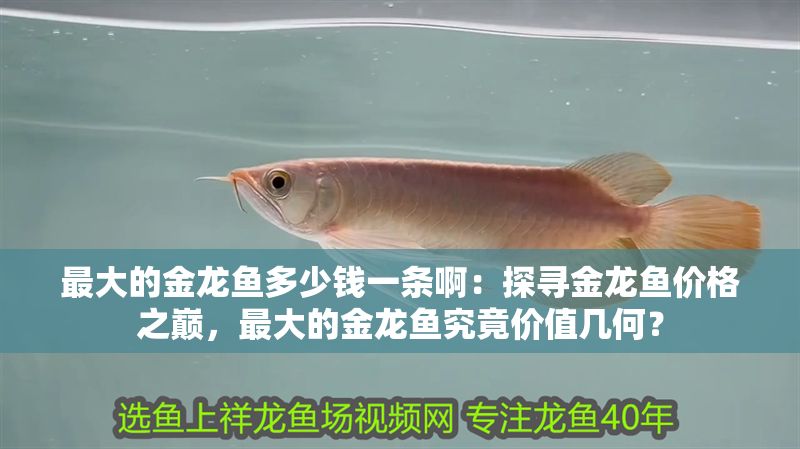 最大的金龍魚多少錢一條啊：探尋金龍魚價格之巔，最大的金龍魚究竟價值幾何？