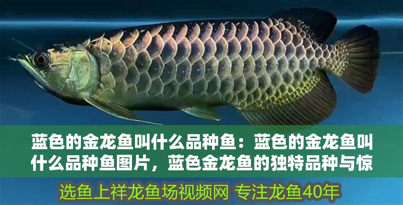 藍(lán)色的金龍魚叫什么品種魚：藍(lán)色的金龍魚叫什么品種魚圖片，藍(lán)色金龍魚的獨(dú)特品種與驚艷圖片