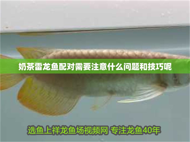奶茶雷龍魚配對需要注意什么問題和技巧呢