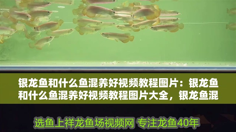銀龍魚和什么魚混養(yǎng)好視頻教程圖片：銀龍魚和什么魚混養(yǎng)好視頻教程圖片大全，銀龍魚混養(yǎng)搭配全攻略，視頻教程與圖片大全 銀龍魚和什么魚混養(yǎng)好視頻教程圖片：銀龍魚和什么魚混養(yǎng)好視頻教程圖片大全，銀龍魚混養(yǎng)搭配全攻略，視頻教程與圖片大全 水族問答