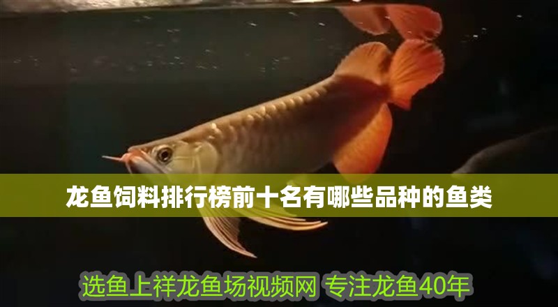 龍魚(yú)飼料排行榜前十名有哪些品種的魚(yú)類(lèi)