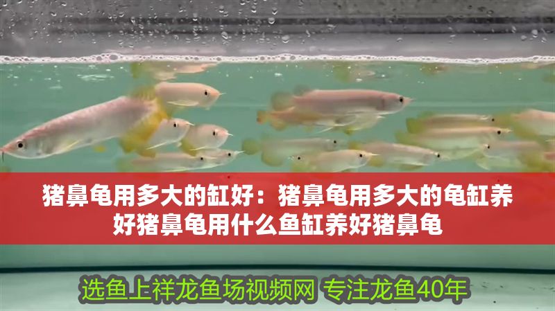 豬鼻龜用多大的缸好：豬鼻龜用多大的龜缸養好豬鼻龜用什么魚缸養好豬鼻龜