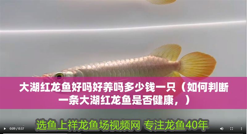 大湖紅龍魚(yú)好嗎好養(yǎng)嗎多少錢(qián)一只（如何判斷一條大湖紅龍魚(yú)是否健康，）