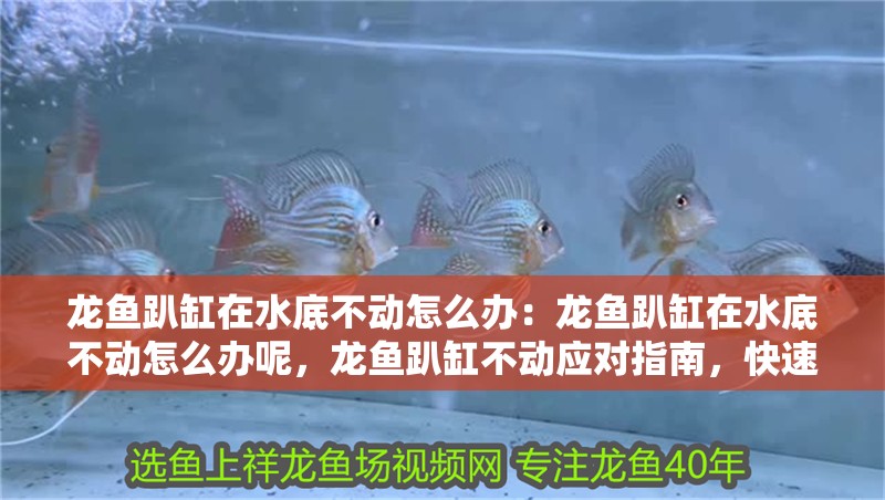 龍魚趴缸在水底不動怎么辦：龍魚趴缸在水底不動怎么辦呢，龍魚趴缸不動應對指南，快速解決與養護技巧