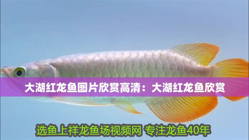 大湖紅龍魚圖片欣賞高清：大湖紅龍魚欣賞 大湖紅龍魚圖片欣賞高清：大湖紅龍魚欣賞 大湖紅龍魚百科 第2張