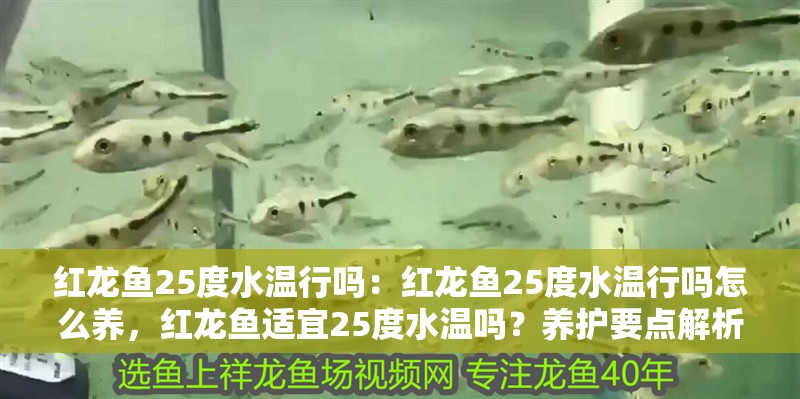 紅龍魚25度水溫行嗎：紅龍魚25度水溫行嗎怎么養(yǎng)，紅龍魚適宜25度水溫嗎？養(yǎng)護要點解析 紅龍魚25度水溫行嗎：紅龍魚25度水溫行嗎怎么養(yǎng)，紅龍魚適宜25度水溫嗎？養(yǎng)護要點解析 水族問答