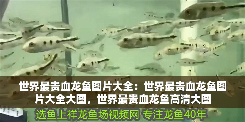 世界最貴血龍魚圖片大全：世界最貴血龍魚圖片大全大圖，世界最貴血龍魚高清大圖