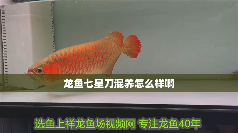 龍魚七星刀混養(yǎng)怎么樣啊