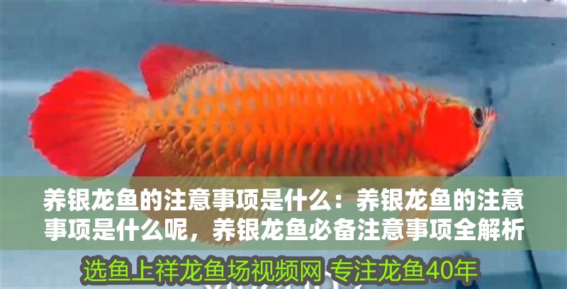 養(yǎng)銀龍魚的注意事項是什么：養(yǎng)銀龍魚的注意事項是什么呢，養(yǎng)銀龍魚必備注意事項全解析