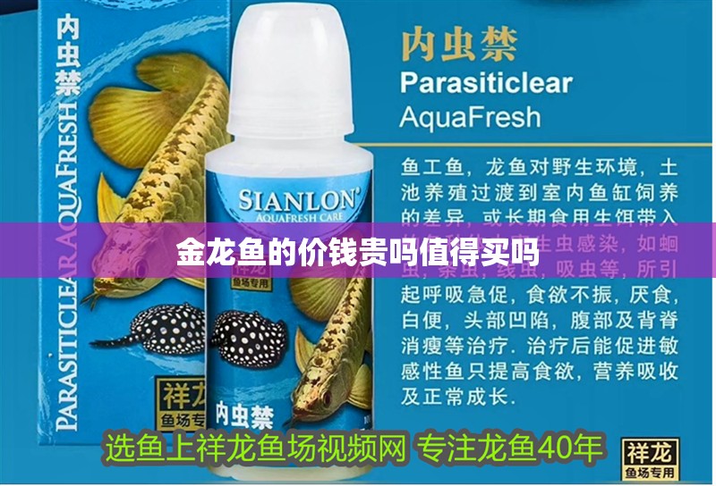 金龍魚的價錢貴嗎值得買嗎 金龍魚的價錢貴嗎值得買嗎 龍魚百科 第2張