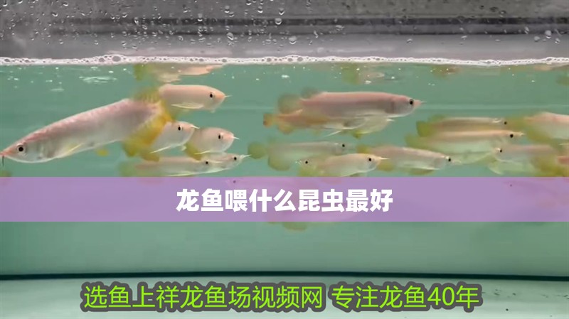 龍魚(yú)喂什么昆蟲(chóng)最好