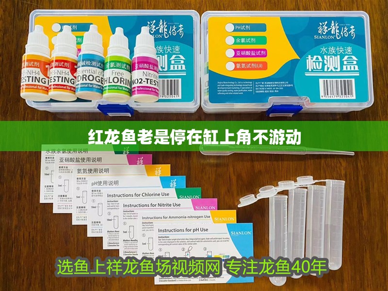 紅龍魚老是停在缸上角不游動