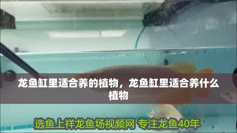 龍魚缸里適合養(yǎng)的植物，龍魚缸里適合養(yǎng)什么植物