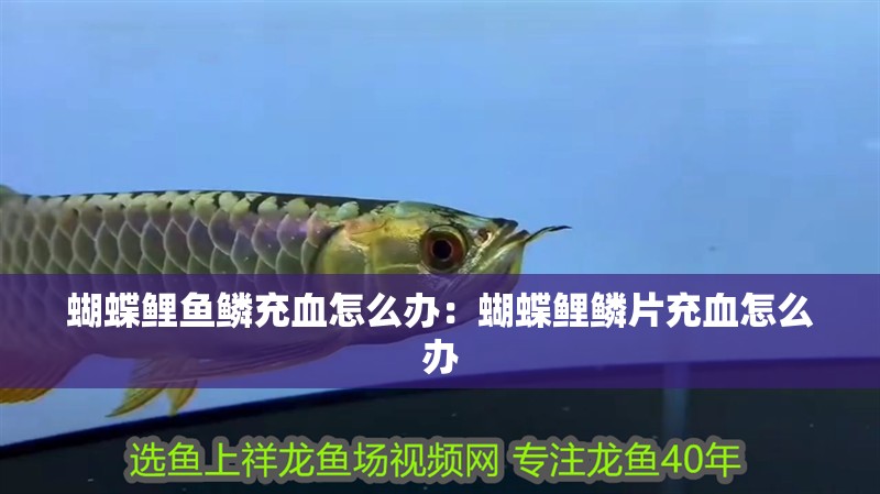 蝴蝶鯉魚鱗充血怎么辦：蝴蝶鯉鱗片充血怎么辦 蝴蝶鯉魚鱗充血怎么辦：蝴蝶鯉鱗片充血怎么辦 龍魚百科