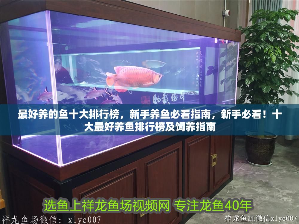 最好養(yǎng)的魚十大排行榜，新手養(yǎng)魚必看指南，新手必看！十大最好養(yǎng)魚排行榜及飼養(yǎng)指南