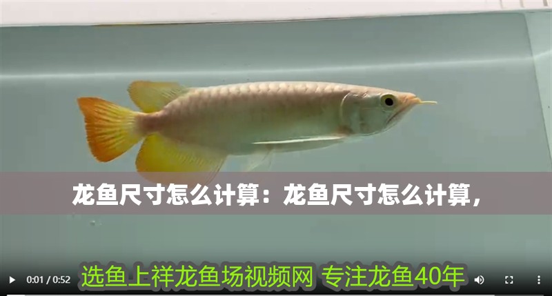 龍魚尺寸怎么計算：龍魚尺寸怎么計算，
