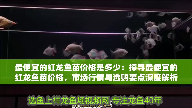 最便宜的紅龍魚苗價格是多少：探尋最便宜的紅龍魚苗價格，市場行情與選購要點深度解析