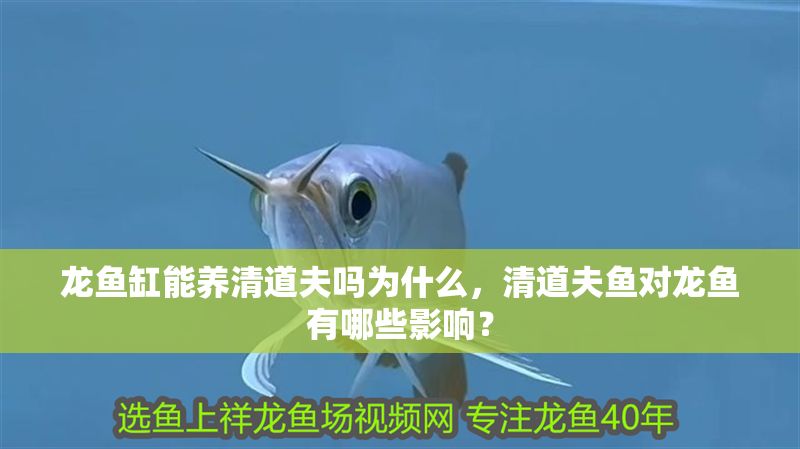 龍魚缸能養(yǎng)清道夫嗎為什么，清道夫魚對龍魚有哪些影響？