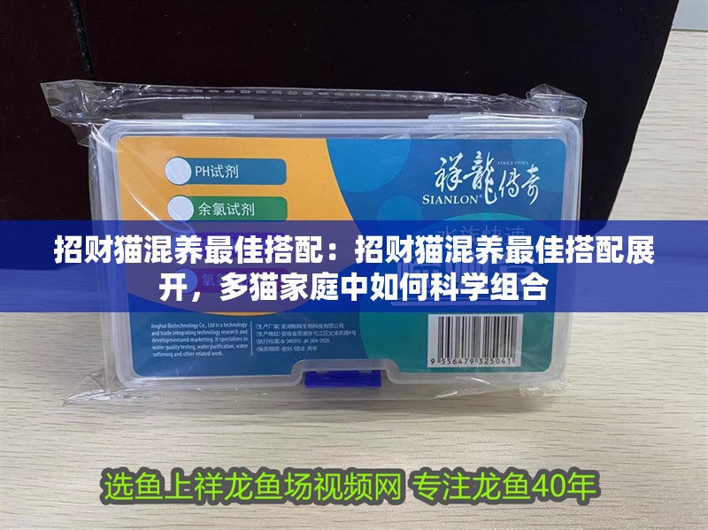 招財貓混養最佳搭配：招財貓混養最佳搭配展開，多貓家庭中如何科學組合