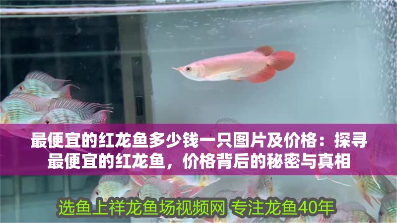 最便宜的紅龍魚多少錢一只圖片及價格：探尋最便宜的紅龍魚，價格背后的秘密與真相