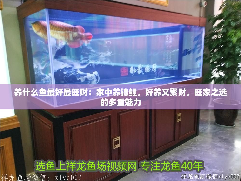 養什么魚最好最旺財：家中養錦鯉，好養又聚財，旺家之選的多重魅力