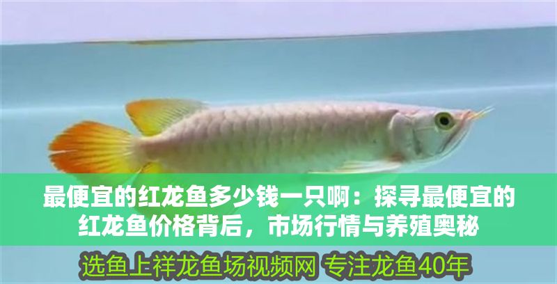 最便宜的紅龍魚多少錢一只啊：探尋最便宜的紅龍魚價(jià)格背后，市場(chǎng)行情與養(yǎng)殖奧秘