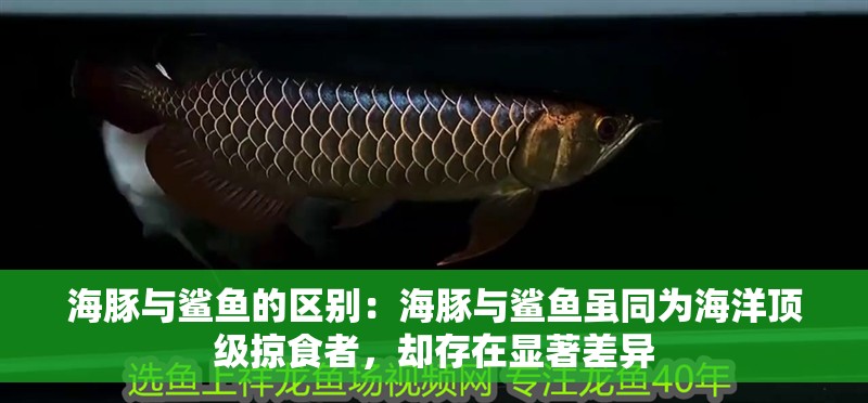 海豚與鯊魚的區別：海豚與鯊魚雖同為海洋頂級掠食者，卻存在顯著差異