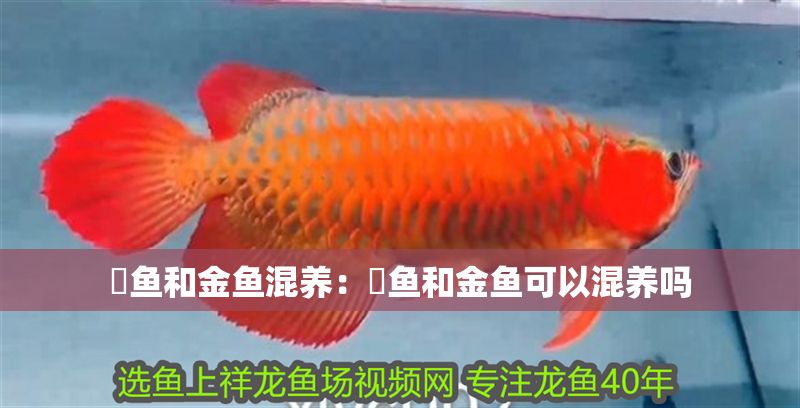 魟魚和金魚混養：魟魚和金魚可以混養嗎