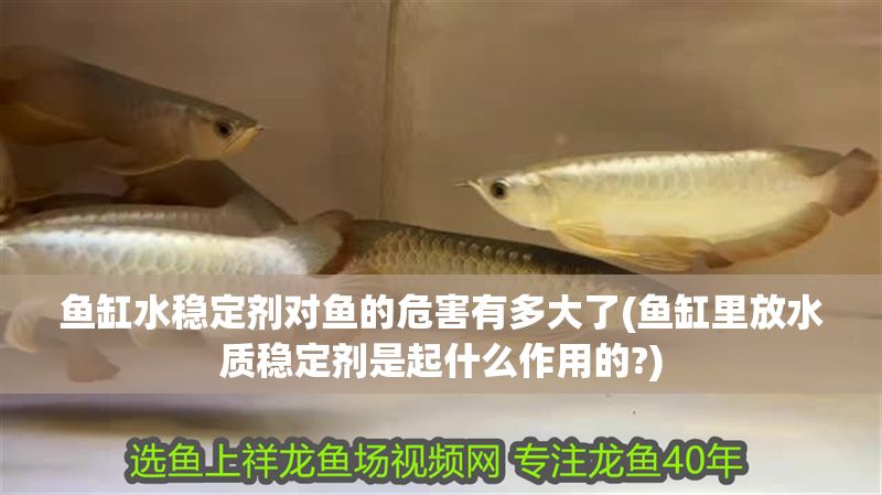 魚缸水穩(wěn)定劑對(duì)魚的危害有多大了(魚缸里放水質(zhì)穩(wěn)定劑是起什么作用的?)