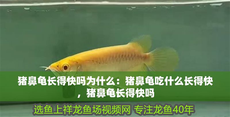 豬鼻龜長得快嗎為什么:豬鼻龜吃什么長得快,豬鼻龜長得快嗎 豬鼻龜百科 第1張 豬鼻龜長得快嗎為什么:豬鼻龜吃什么長得快,豬鼻龜長得快嗎 豬鼻龜長得快嗎為什么:豬鼻龜吃什么長得快,豬鼻龜長得快嗎 豬鼻龜百科 第1張