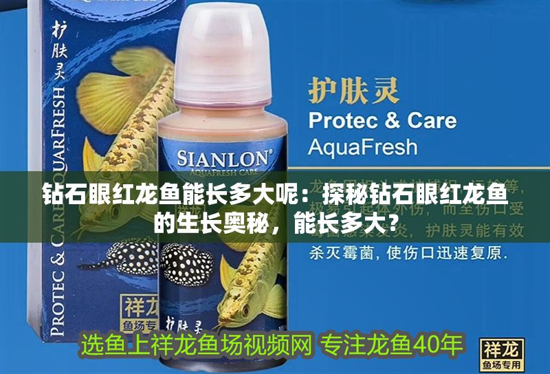 鉆石眼紅龍魚能長多大呢：探秘鉆石眼紅龍魚的生長奧秘，能長多大？