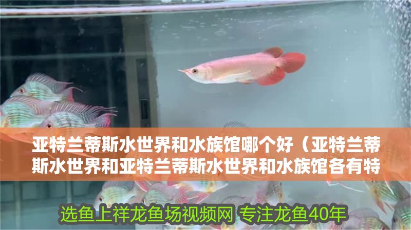 亞特蘭蒂斯水世界和水族館哪個(gè)好（亞特蘭蒂斯水世界和亞特蘭蒂斯水世界和水族館各有特色）