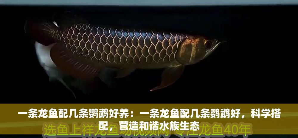 一條龍魚配幾條鸚鵡好養(yǎng)：一條龍魚配幾條鸚鵡好，科學搭配，營造和諧水族生態(tài)