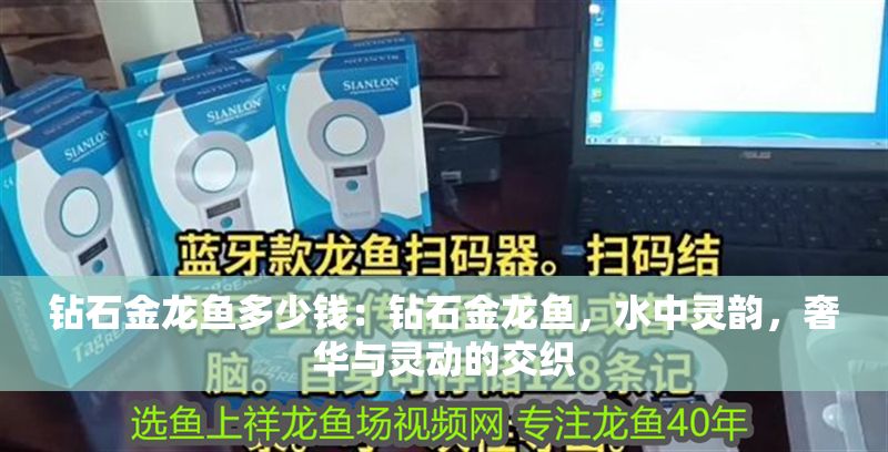 鉆石金龍魚多少錢：鉆石金龍魚，水中靈韻，奢華與靈動的交織