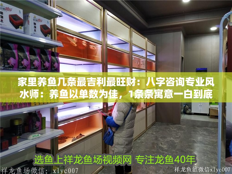 家里養魚幾條最吉利最旺財：八字咨詢專業風水師：養魚以單數為佳，1條條寓意一白到底