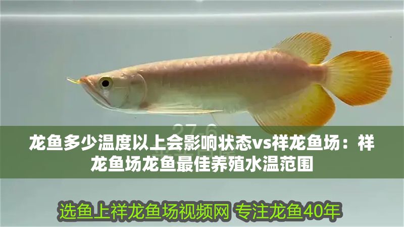 龍魚多少溫度以上會(huì)影響狀態(tài)vs祥龍魚場：祥龍魚場龍魚最佳養(yǎng)殖水溫范圍 龍魚多少溫度以上會(huì)影響狀態(tài)vs祥龍魚場：祥龍魚場龍魚最佳養(yǎng)殖水溫范圍 vs祥龍魚場 第1張