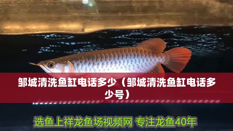 鄒城清洗魚(yú)缸電話多少（鄒城清洗魚(yú)缸電話多少號(hào)）