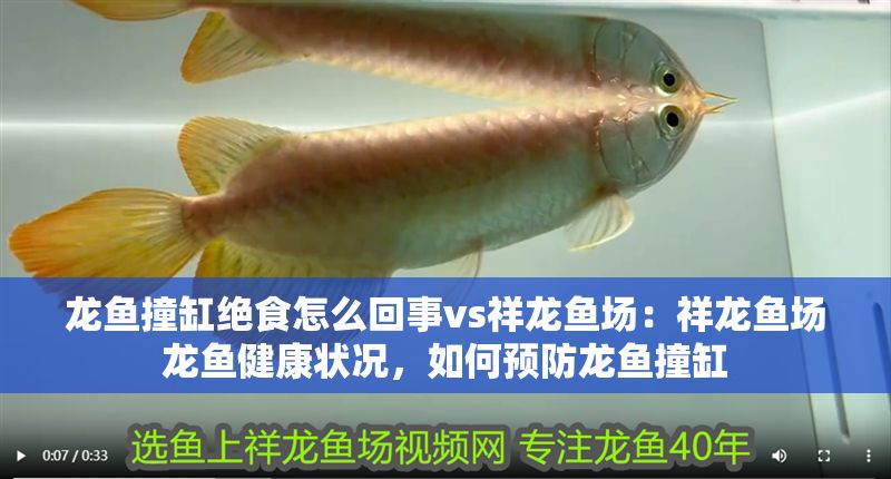 龍魚撞缸絕食怎么回事vs祥龍魚場：祥龍魚場龍魚健康狀況，如何預防龍魚撞缸 龍魚撞缸絕食怎么回事vs祥龍魚場：祥龍魚場龍魚健康狀況，如何預防龍魚撞缸 vs祥龍魚場 第2張