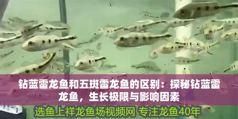 鉆藍雷龍魚和五斑雷龍魚的區別：探秘鉆藍雷龍魚，生長極限與影響因素