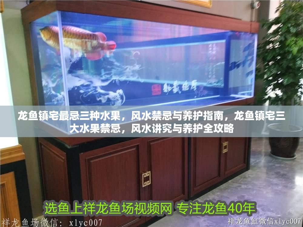 龍魚鎮宅最忌三種水果，風水禁忌與養護指南，龍魚鎮宅三大水果禁忌，風水講究與養護全攻略