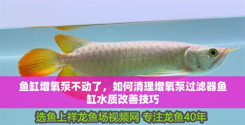 魚缸增氧泵不動了，如何清理增氧泵過濾器魚缸水質改善技巧