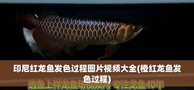 印尼紅龍魚發色過程圖片視頻大全(橙紅龍魚發色過程)