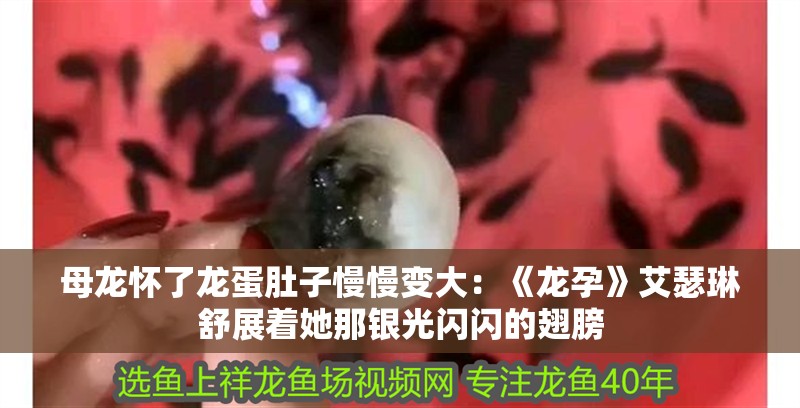 母龍懷了龍蛋肚子慢慢變大：《龍孕》艾瑟琳舒展著她那銀光閃閃的翅膀